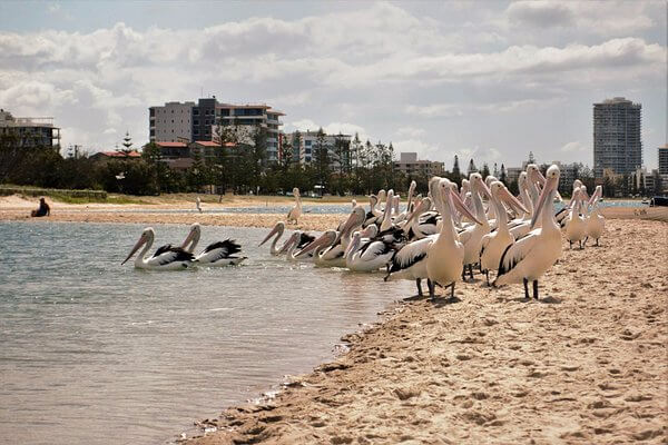 Piing Laundry and laundry service

 in Labrador Australia